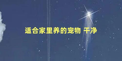 适合家里养的宠物 干净